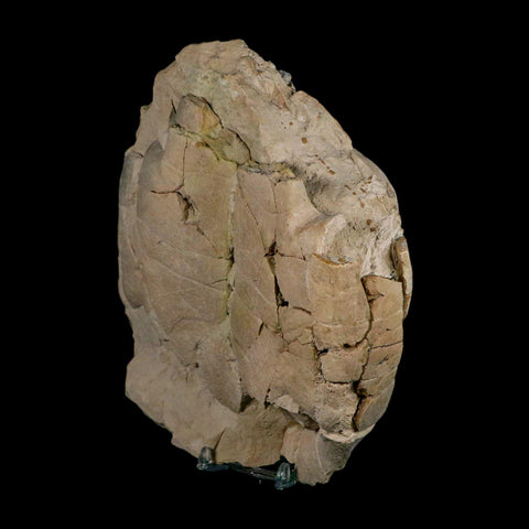 6.7" Fossil Turtle Shell Stylemys Tortoise Oligocene Age Brule FM Badlands Nebraska - Fossil Age Minerals