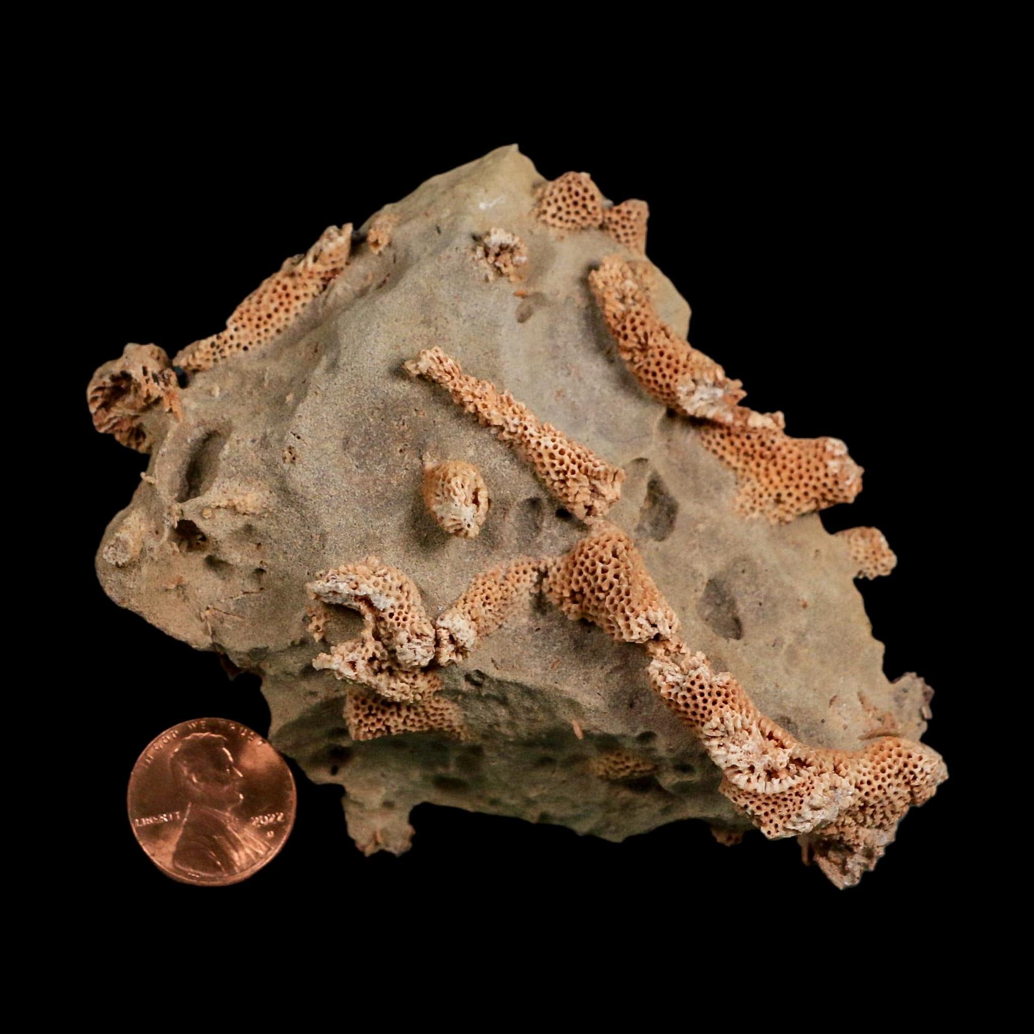 4" Thamnopora SP Coral Fossil Coral Reef Devonian Age Verde Valley, Arizona