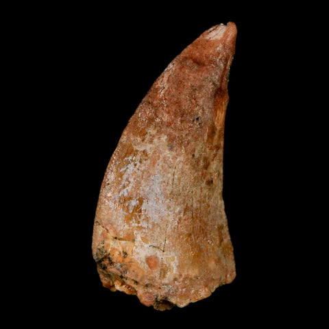 1.2" Carcharodontosaurus Fossil Tooth Cretaceous Dinosaur Morocco COA, Display - Fossil Age Minerals