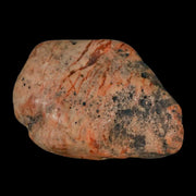 2.1" Sauropod Dinosaur Stomach Stone Gastrolith Rock Gizzard Stone COA