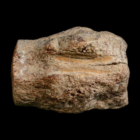 2.6" Mosasaur Fossil Polished Vertebrae Cretaceous Dinosaur Era TX Ozan FM COA, Stand - Fossil Age Minerals