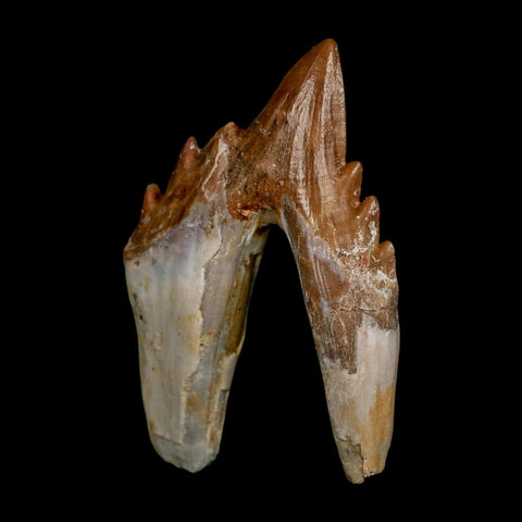 2.8" Basilosaurus Tooth Rooted Prehistoric Whale 34 Mil Yrs Old Late Eocene COA - Fossil Age Minerals