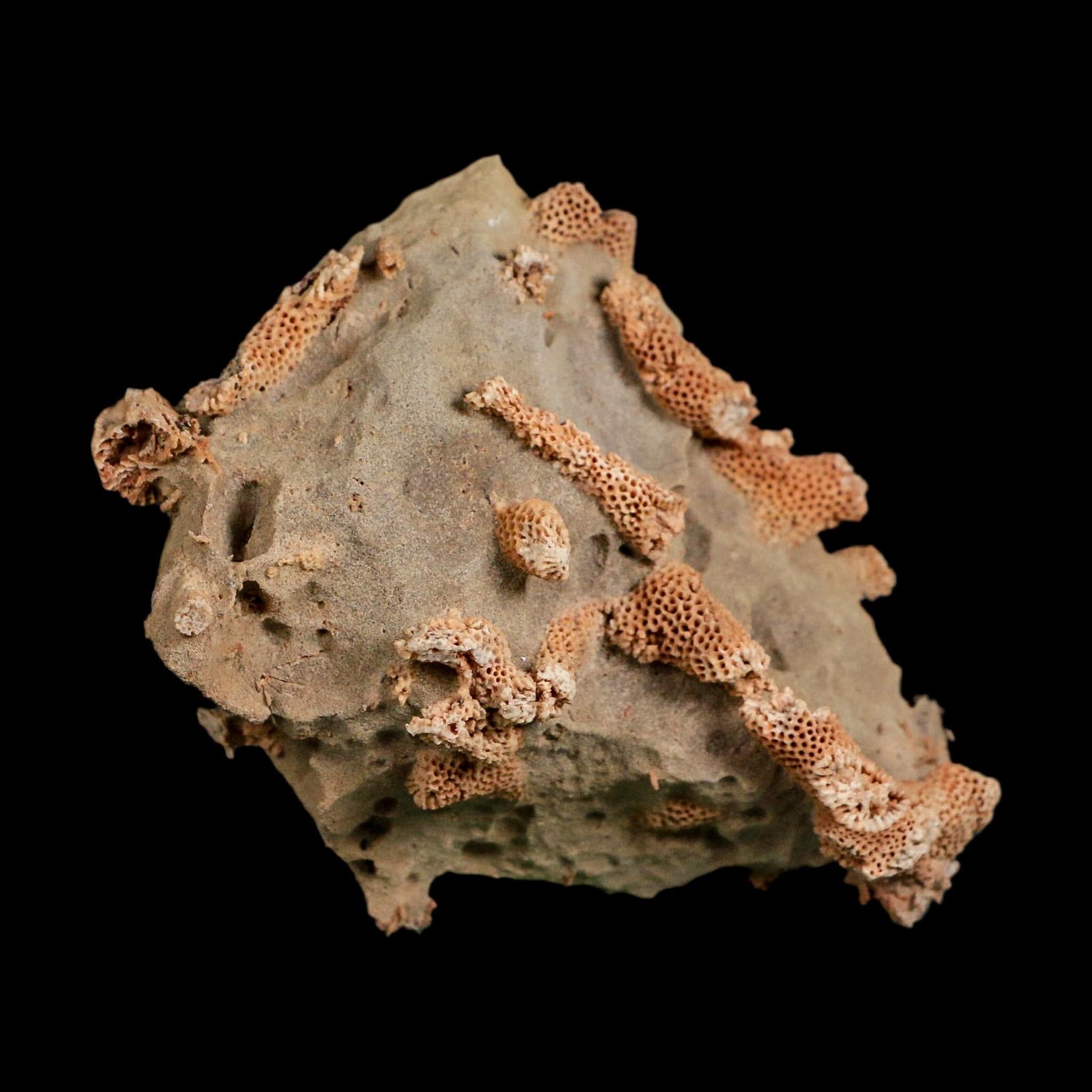 4" Thamnopora SP Coral Fossil Coral Reef Devonian Age Verde Valley, Arizona
