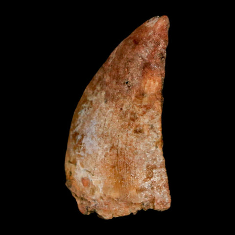 1.2" Carcharodontosaurus Fossil Tooth Cretaceous Dinosaur Morocco COA, Display - Fossil Age Minerals