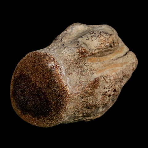 2.6" Mosasaur Fossil Polished Vertebrae Cretaceous Dinosaur Era TX Ozan FM COA, Stand - Fossil Age Minerals