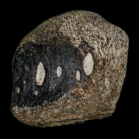 2.7" Hypacrosaurus Dinosaur Fossil Vertebrae Two Medicine FM Montana COA