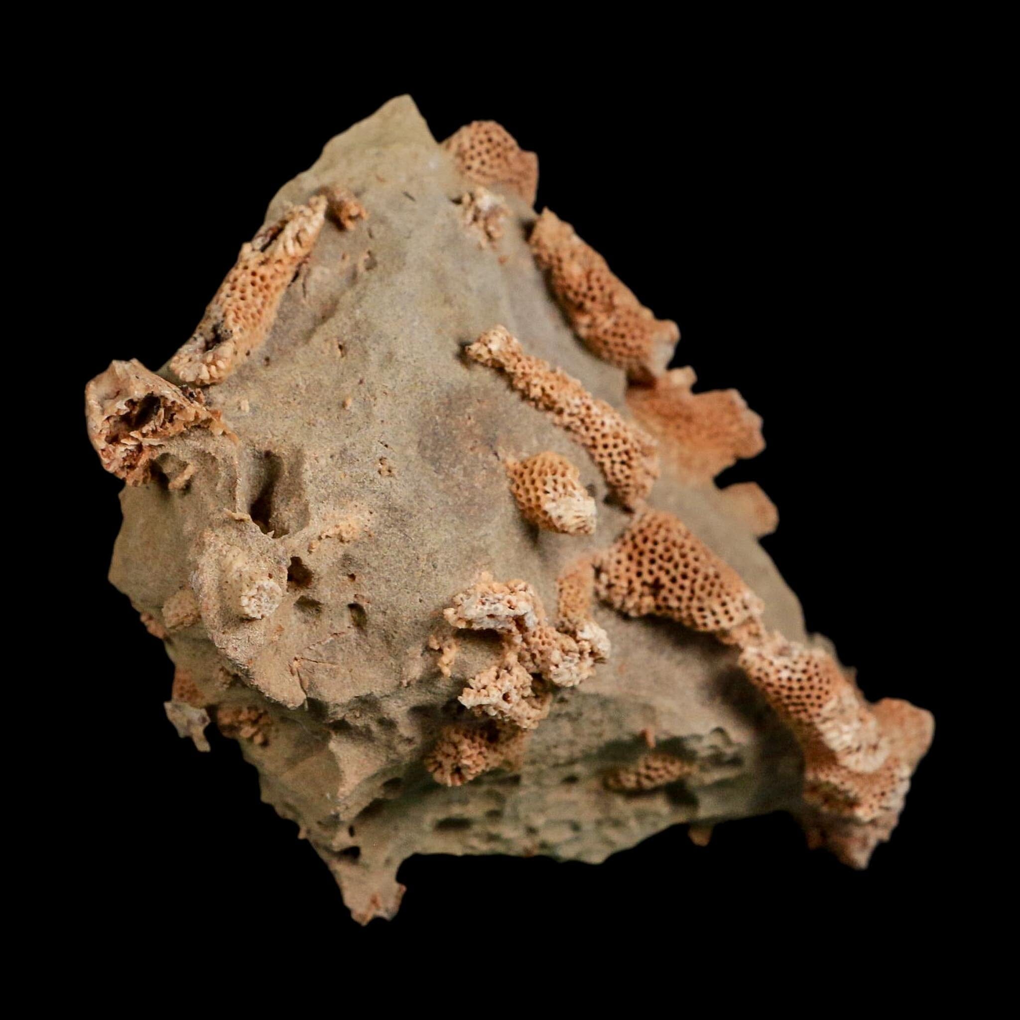 4" Thamnopora SP Coral Fossil Coral Reef Devonian Age Verde Valley, Arizona