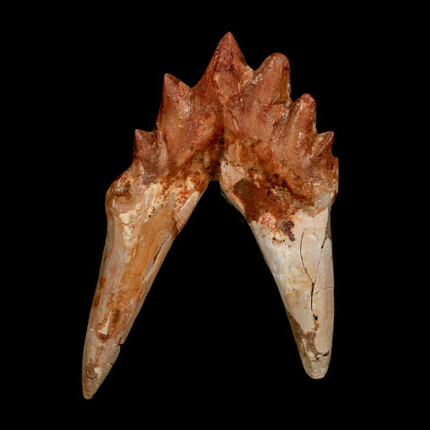 2.8" Basilosaurus Tooth Rooted Prehistoric Whale 34 Mil Yrs Old Late Eocene COA - Fossil Age Minerals