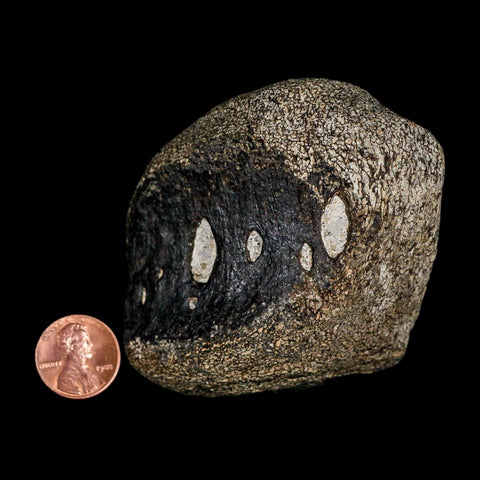 2.7" Hypacrosaurus Dinosaur Fossil Vertebrae Two Medicine FM Montana COA