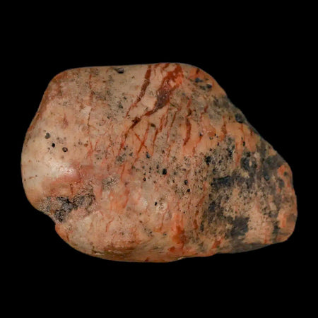 2.1" Sauropod Dinosaur Stomach Stone Gastrolith Rock Gizzard Stone COA