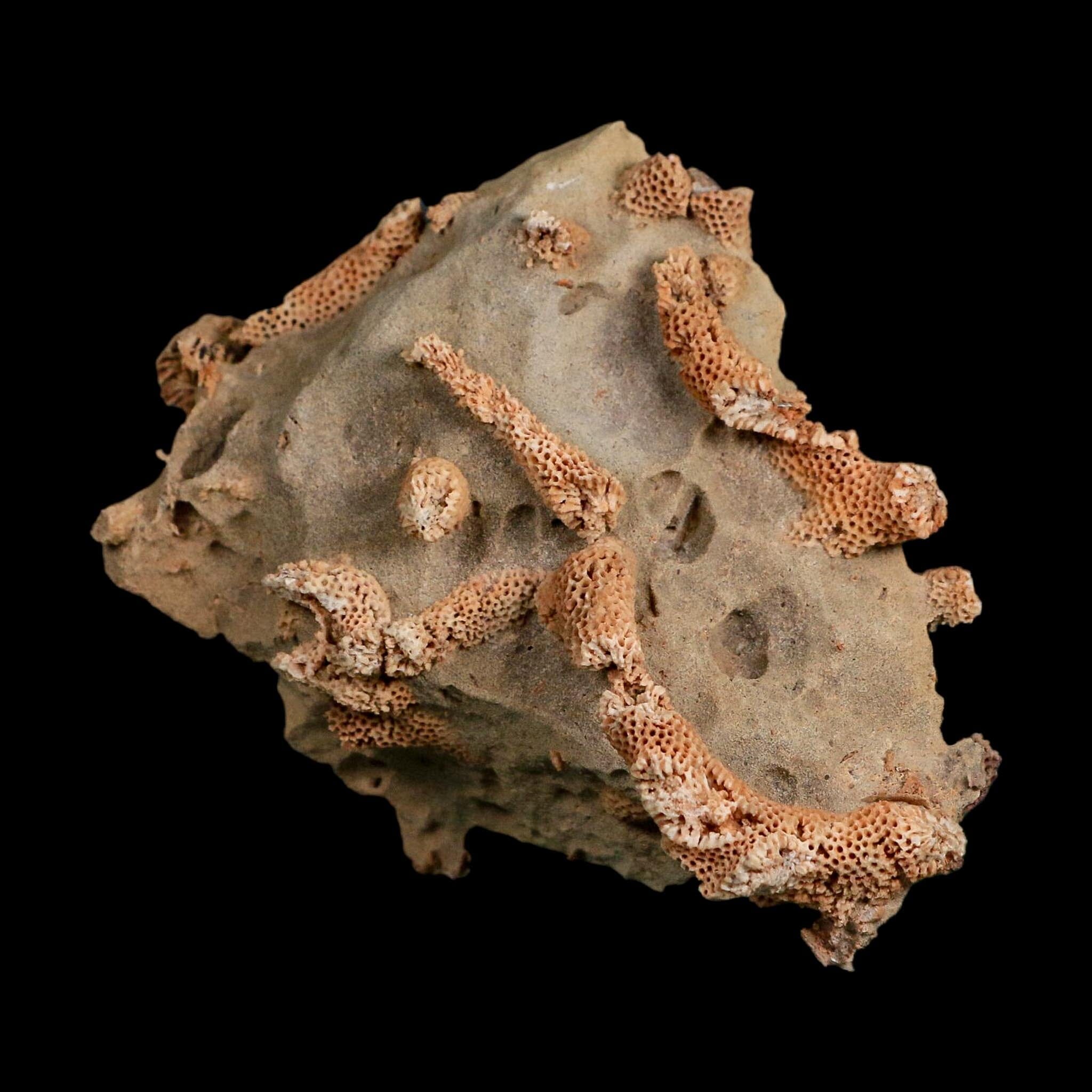 4" Thamnopora SP Coral Fossil Coral Reef Devonian Age Verde Valley, Arizona