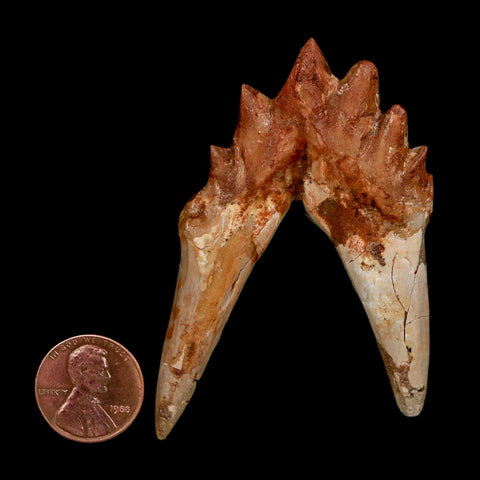 2.8" Basilosaurus Tooth Rooted Prehistoric Whale 34 Mil Yrs Old Late Eocene COA - Fossil Age Minerals
