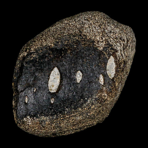 2.7" Hypacrosaurus Dinosaur Fossil Vertebrae Two Medicine FM Montana COA