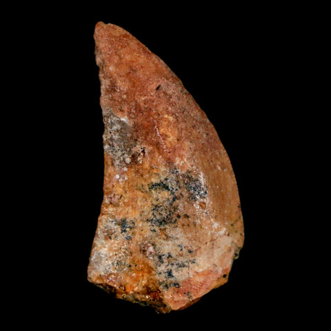 1.2" Carcharodontosaurus Fossil Tooth Cretaceous Dinosaur Morocco COA, Display - Fossil Age Minerals