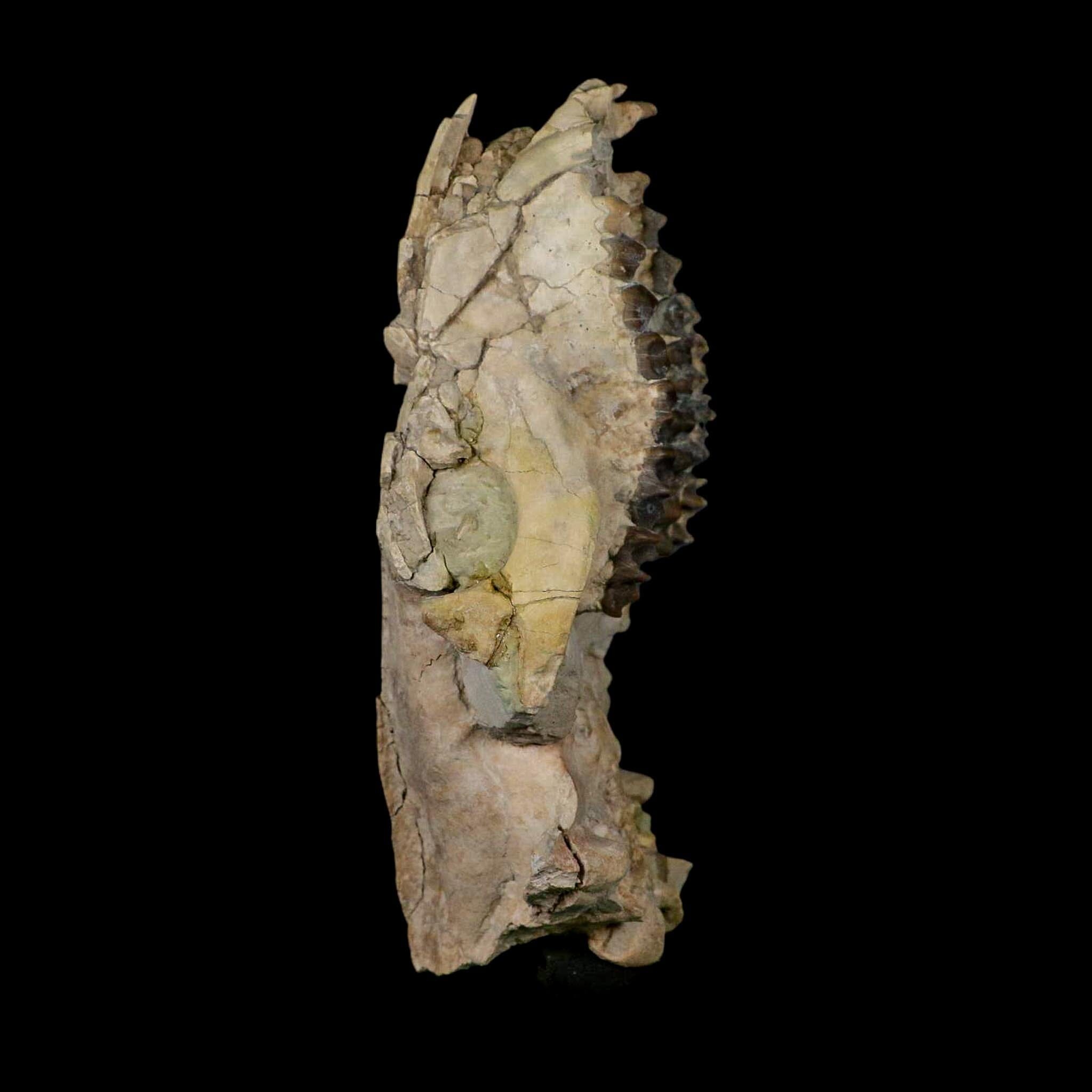 5.6" Oreodont Merycoidodon Fossil Skull Teeth Oligocene Age Badlands Nebraska COA - Fossil Age Minerals
