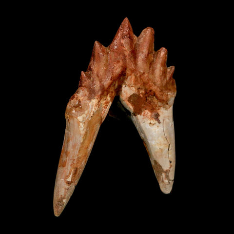 2.8" Basilosaurus Tooth Rooted Prehistoric Whale 34 Mil Yrs Old Late Eocene COA - Fossil Age Minerals