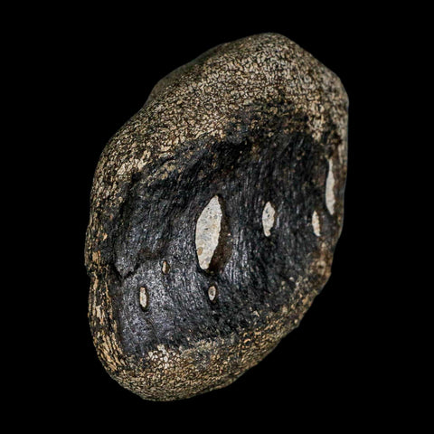 2.7" Hypacrosaurus Dinosaur Fossil Vertebrae Two Medicine FM Montana COA