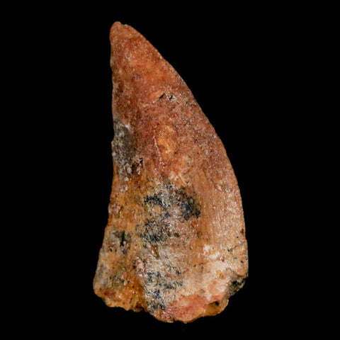 1.2" Carcharodontosaurus Fossil Tooth Cretaceous Dinosaur Morocco COA, Display - Fossil Age Minerals