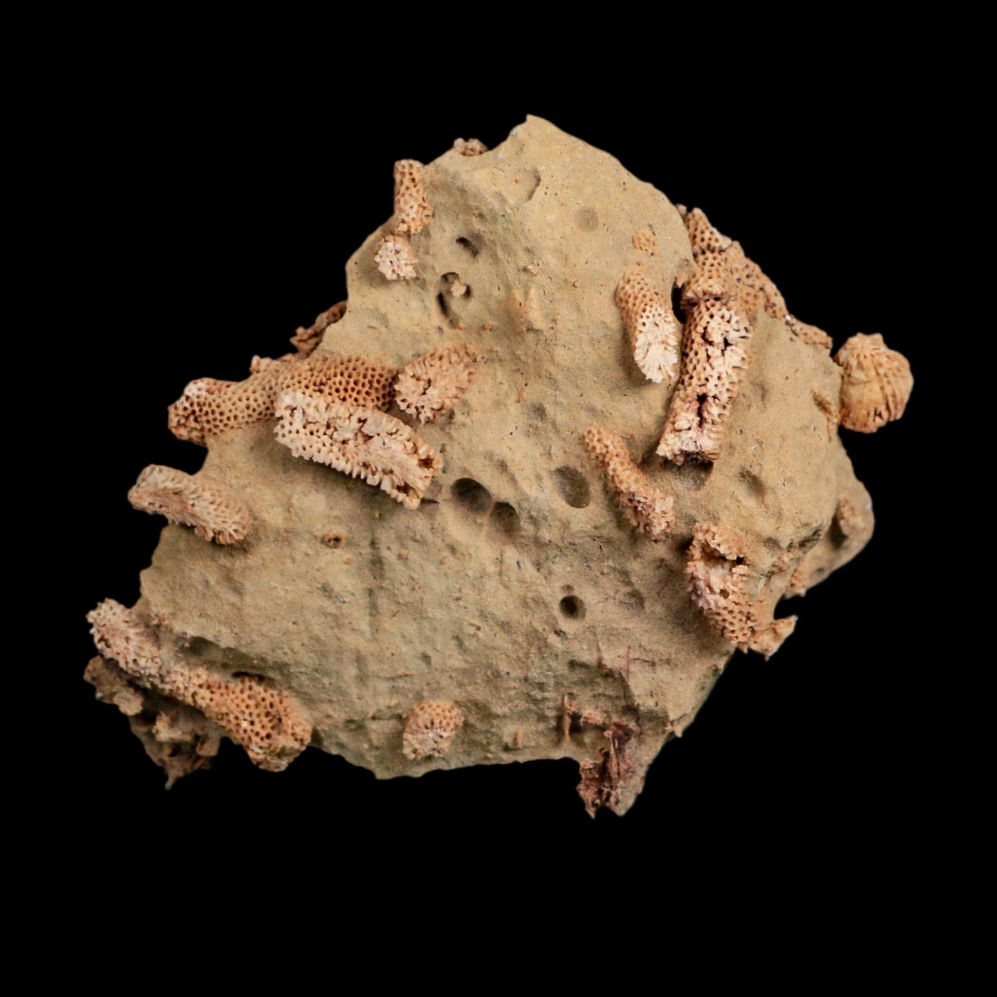 4" Thamnopora SP Coral Fossil Coral Reef Devonian Age Verde Valley, Arizona