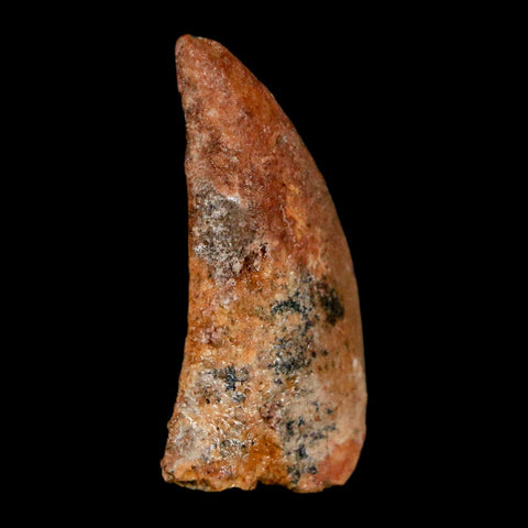 1.2" Carcharodontosaurus Fossil Tooth Cretaceous Dinosaur Morocco COA, Display - Fossil Age Minerals
