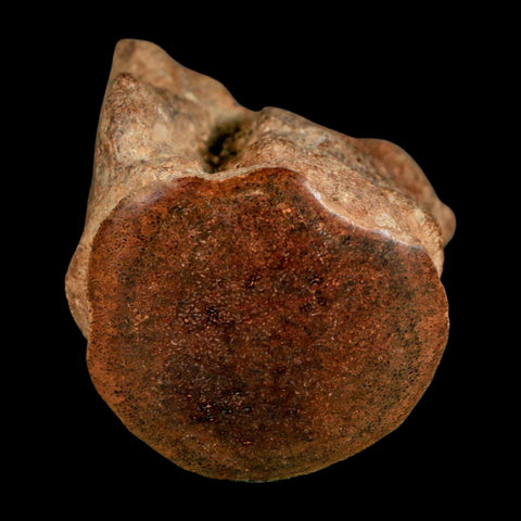2.8" Mosasaur Fossil Polished Vertebrae Cretaceous Dinosaur Era TX Ozan FM COA, Stand - Fossil Age Minerals