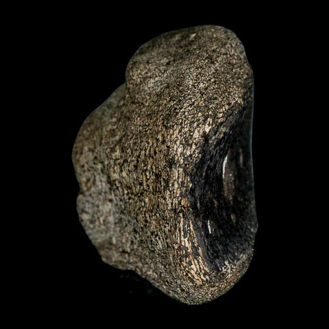 2.7" Hypacrosaurus Dinosaur Fossil Vertebrae Two Medicine FM Montana COA