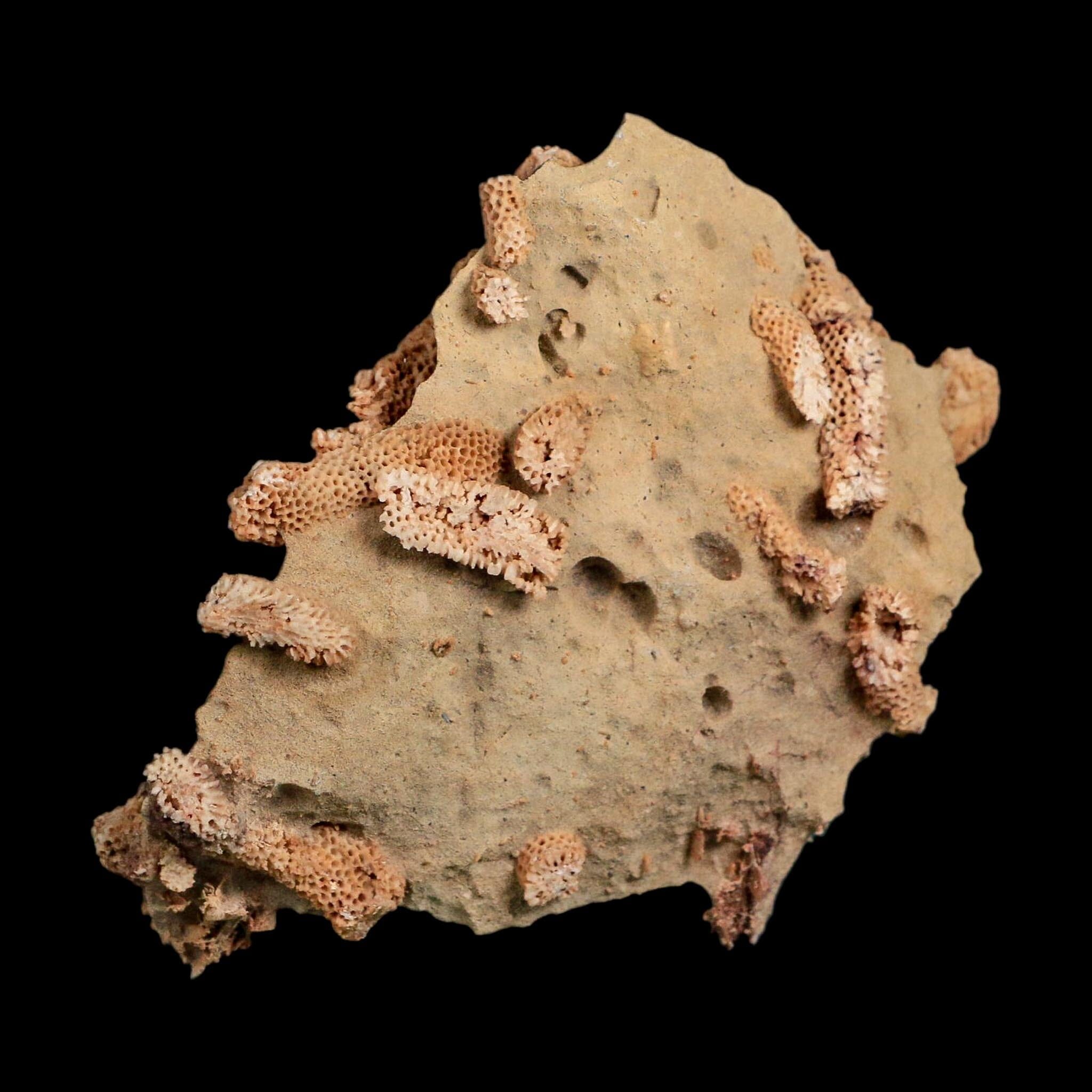 4" Thamnopora SP Coral Fossil Coral Reef Devonian Age Verde Valley, Arizona