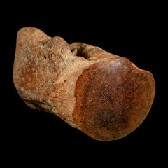Mosasaurus Fossil Collection