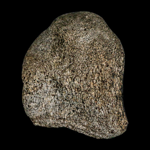 2.7" Hypacrosaurus Dinosaur Fossil Vertebrae Two Medicine FM Montana COA