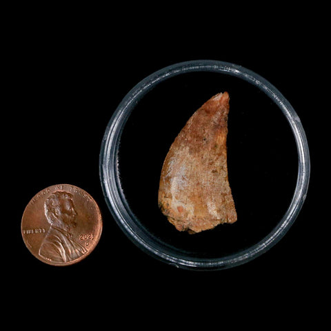 1.2" Carcharodontosaurus Fossil Tooth Cretaceous Dinosaur Morocco COA, Display - Fossil Age Minerals