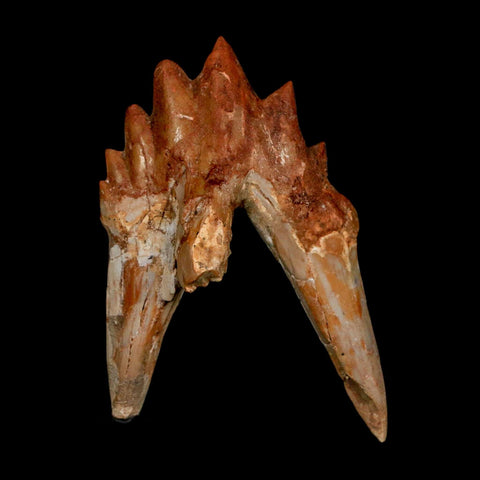 2.8" Basilosaurus Tooth Rooted Prehistoric Whale 34 Mil Yrs Old Late Eocene COA - Fossil Age Minerals