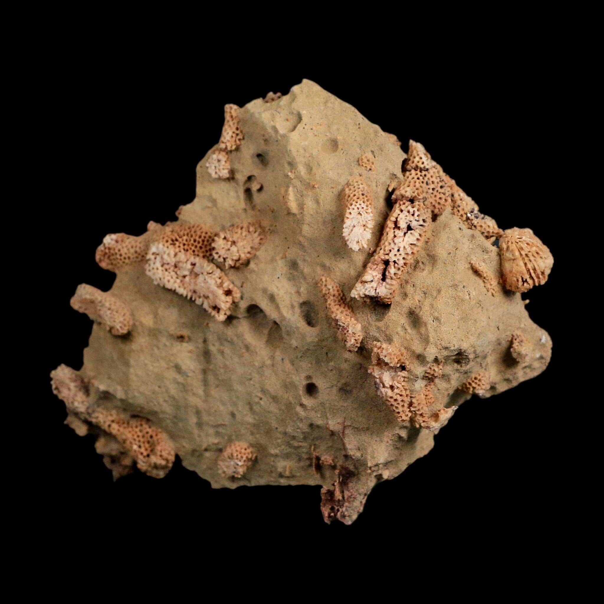 4" Thamnopora SP Coral Fossil Coral Reef Devonian Age Verde Valley, Arizona
