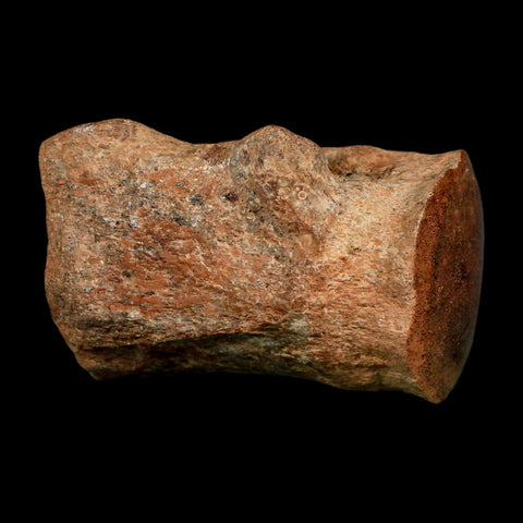2.8" Mosasaur Fossil Polished Vertebrae Cretaceous Dinosaur Era TX Ozan FM COA, Stand - Fossil Age Minerals
