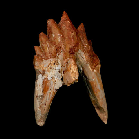 2.8" Basilosaurus Tooth Rooted Prehistoric Whale 34 Mil Yrs Old Late Eocene COA - Fossil Age Minerals