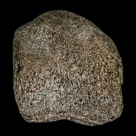 2.7" Hypacrosaurus Dinosaur Fossil Vertebrae Two Medicine FM Montana COA