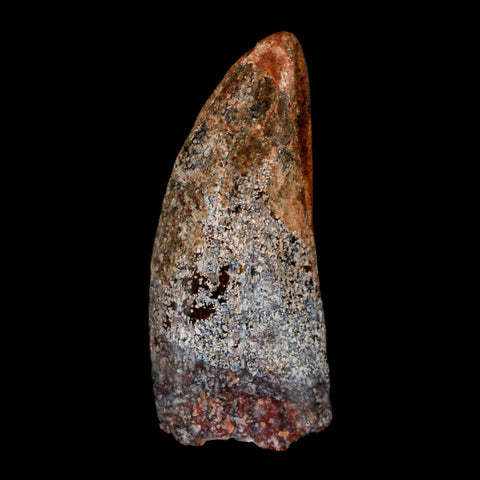 1.4" Carcharodontosaurus Fossil Tooth Cretaceous Dinosaur Morocco COA, Display - Fossil Age Minerals
