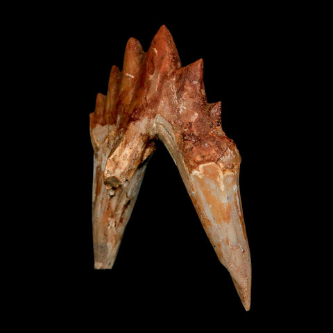 2.8" Basilosaurus Tooth Rooted Prehistoric Whale 34 Mil Yrs Old Late Eocene COA - Fossil Age Minerals