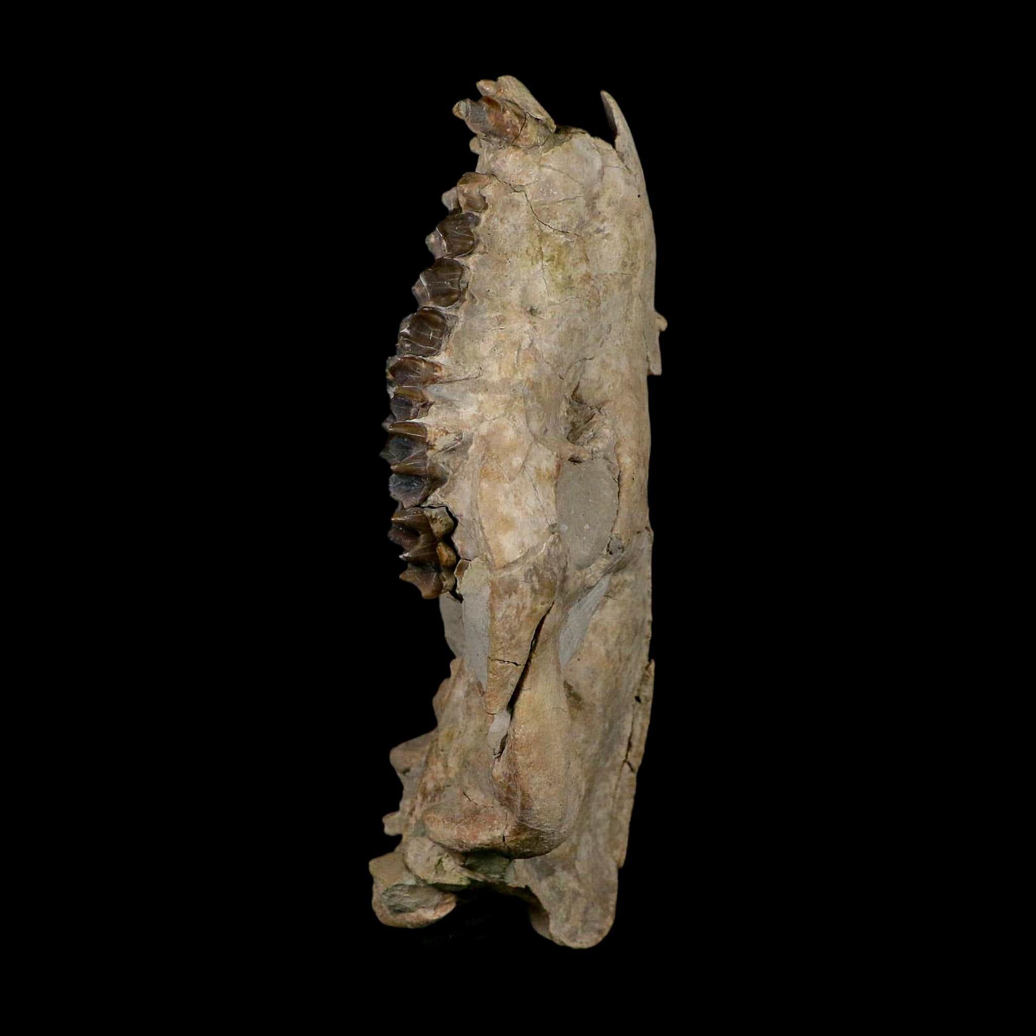 5.6" Oreodont Merycoidodon Fossil Skull Teeth Oligocene Age Badlands Nebraska COA - Fossil Age Minerals