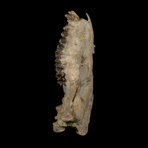 5.6" Oreodont Merycoidodon Fossil Skull Teeth Oligocene Age Badlands Nebraska COA - Fossil Age Minerals