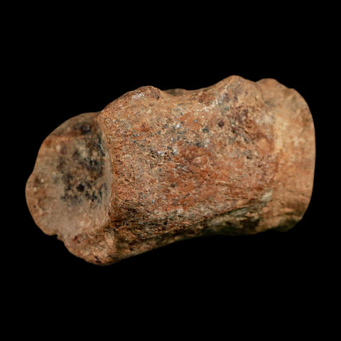 2.8" Mosasaur Fossil Polished Vertebrae Cretaceous Dinosaur Era TX Ozan FM COA, Stand - Fossil Age Minerals