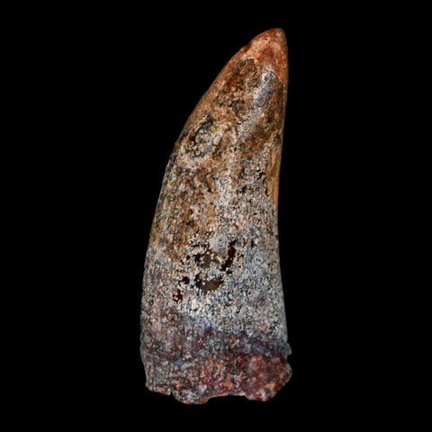 1.4" Carcharodontosaurus Fossil Tooth Cretaceous Dinosaur Morocco COA, Display - Fossil Age Minerals