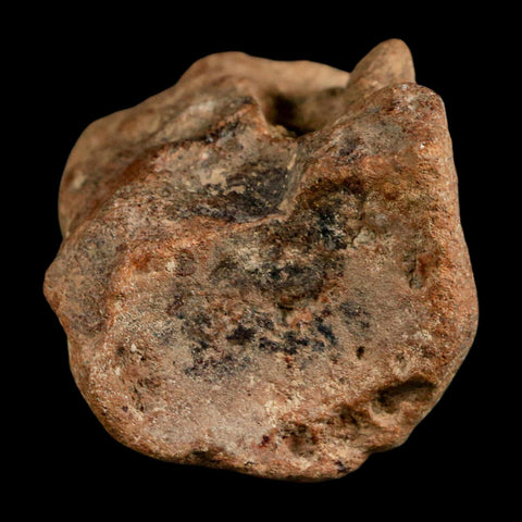 2.8" Mosasaur Fossil Polished Vertebrae Cretaceous Dinosaur Era TX Ozan FM COA, Stand - Fossil Age Minerals
