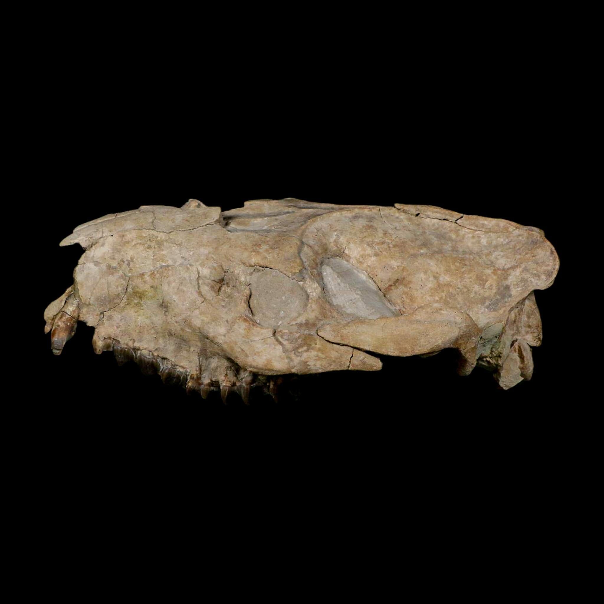 5.6" Oreodont Merycoidodon Fossil Skull Teeth Oligocene Age Badlands Nebraska COA - Fossil Age Minerals