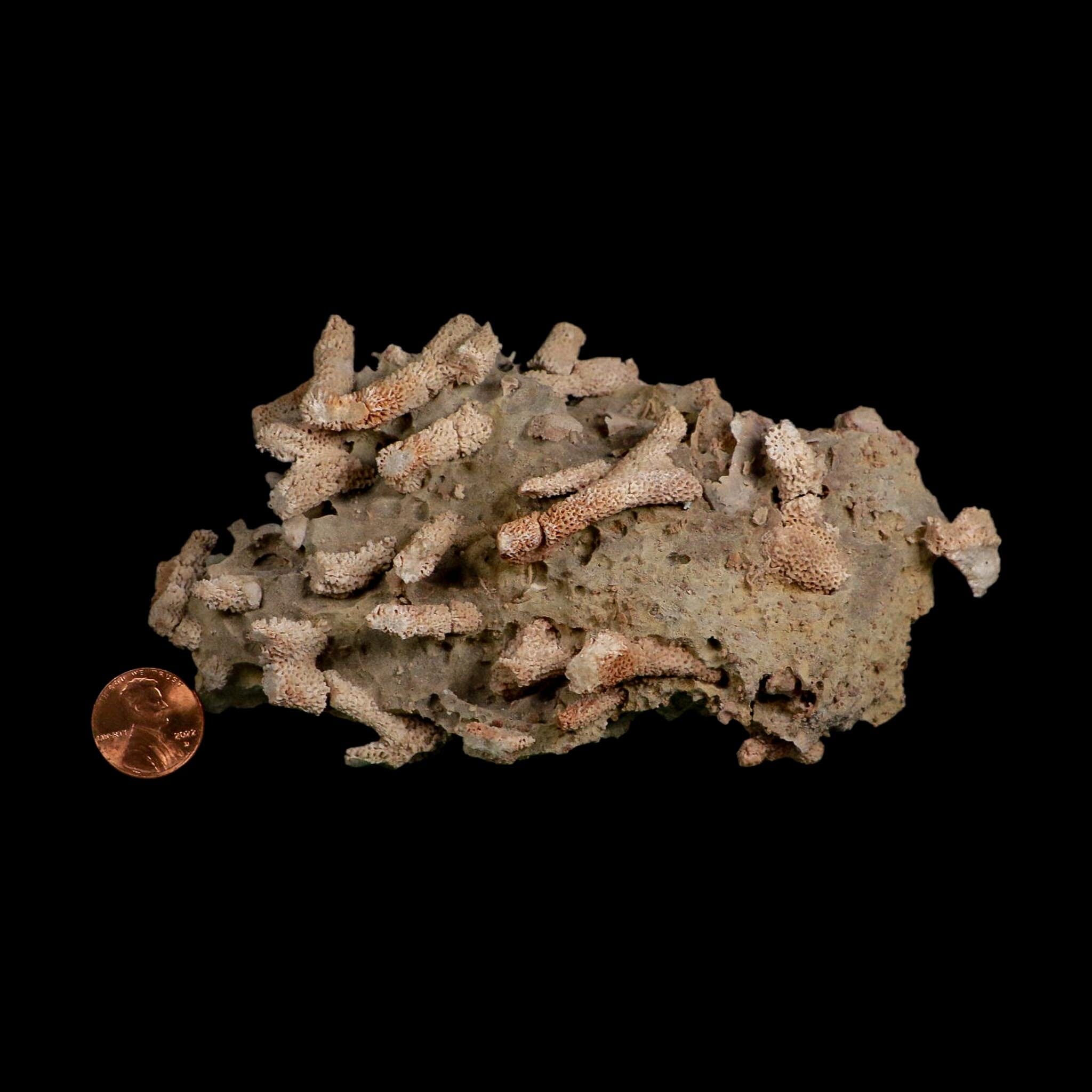 5.7" Thamnopora SP Coral Fossil Coral Reef Devonian Age Verde Valley, Arizona