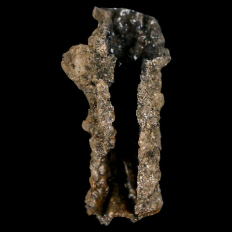 1.5" Fulgurite Petrified Lighting Strike Glass Sahara Desert Algeria - Fossil Age Minerals