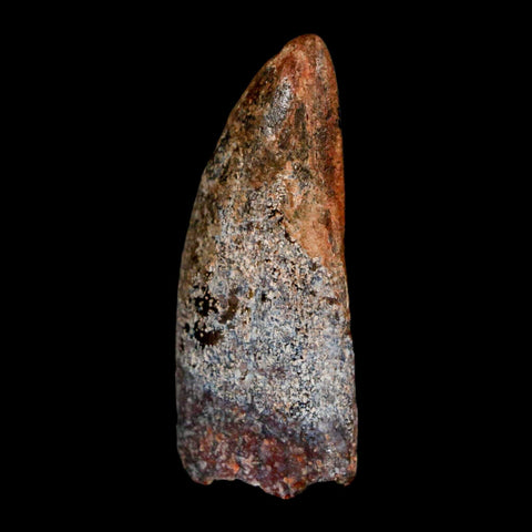 1.4" Carcharodontosaurus Fossil Tooth Cretaceous Dinosaur Morocco COA, Display - Fossil Age Minerals
