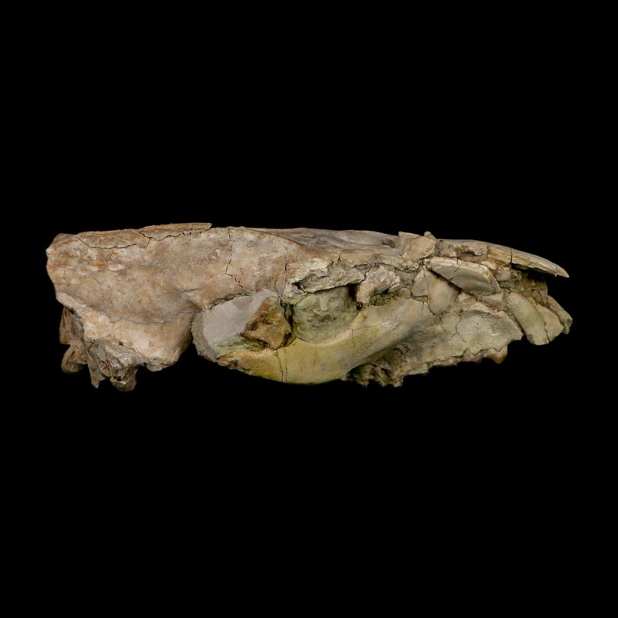 5.6" Oreodont Merycoidodon Fossil Skull Teeth Oligocene Age Badlands Nebraska COA - Fossil Age Minerals
