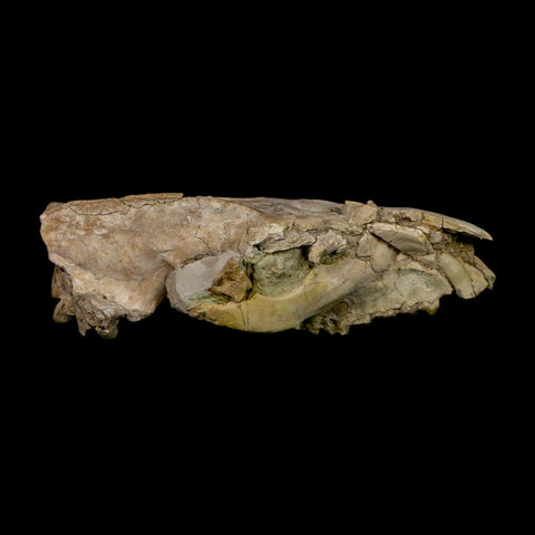 5.6" Oreodont Merycoidodon Fossil Skull Teeth Oligocene Age Badlands Nebraska COA - Fossil Age Minerals