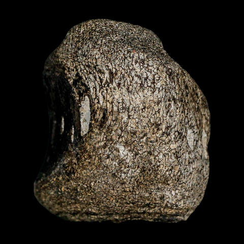 2.7" Hypacrosaurus Dinosaur Fossil Vertebrae Two Medicine FM Montana COA