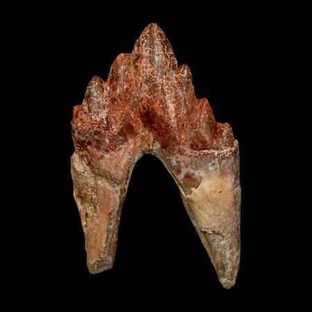 2.6" Basilosaurus Tooth Rooted Prehistoric Whale 34 Mil Yrs Old Late Eocene COA